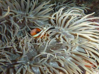 Nemo dans son anemone