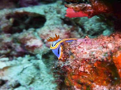 Nudibranche