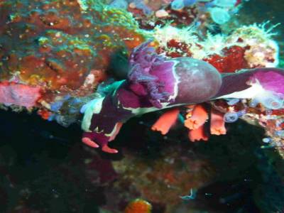 Enorme nudibranche 