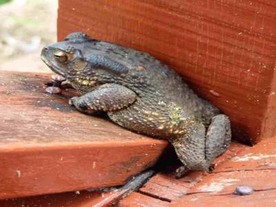 Marcel, notre crapaud squatteur de terrasse