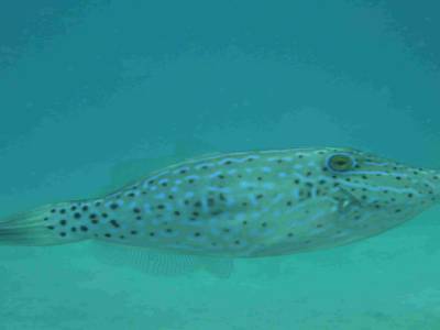Poisson lime