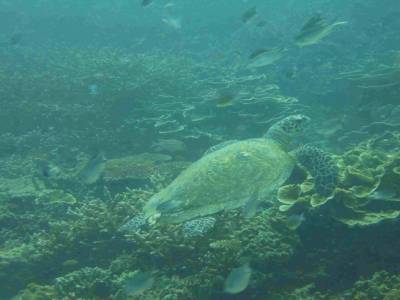 Tortue verte