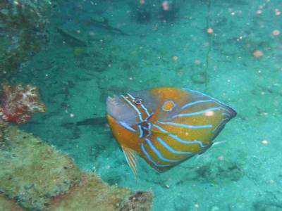 Poisson ange
