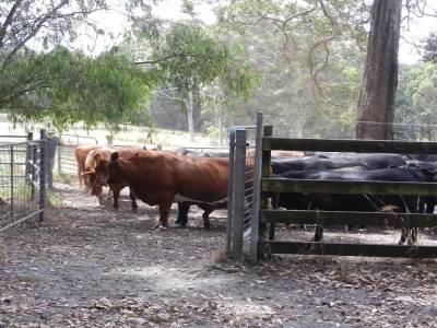 Les vaches
