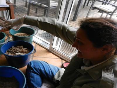 Misision selection d'asticots et de petits insectes pour le repas des poules