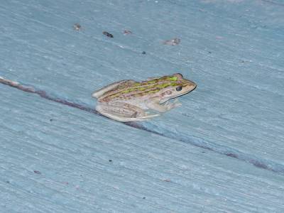 Une petite grenouille sur le pas de la port