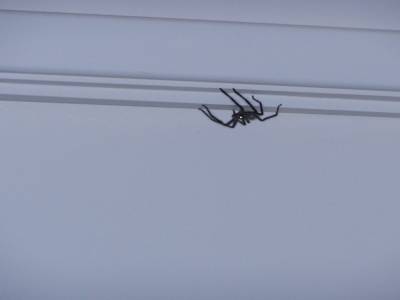 Moins fun, une grosse araignée sur la porte de la salle de bain