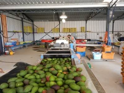 Nettoyage des avocats