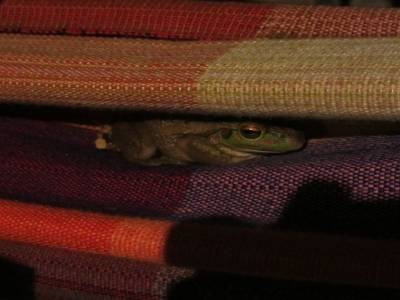 Petite grenouille se reposant sur le hamac
