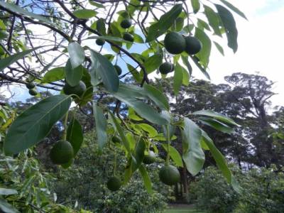 Avocats pas encore mûrs