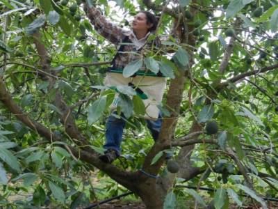 Avocados picking