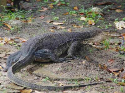 Un bon gros varan qui passait devant nos bungalows