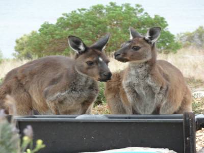 my pets in Kangaroo Island!