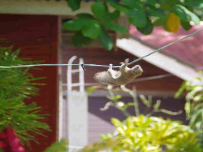 Notre petit ecureuille acrobate