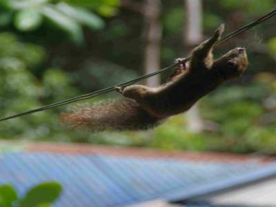Notre petit ecureuille acrobate