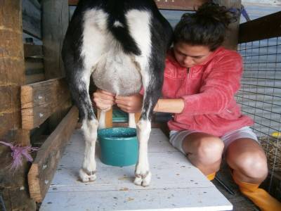 Milking goat