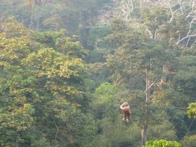 Gibbon Experience