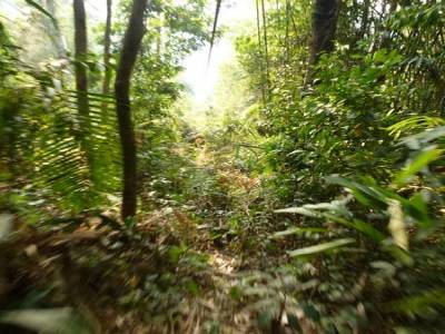 Gibbon Experience