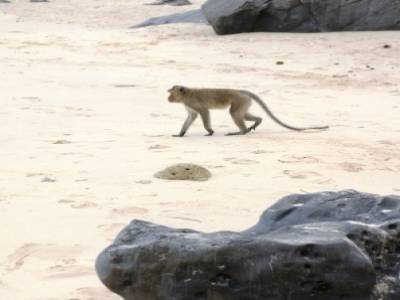 Baie d'Halong, l'ile aux singes. On les voit partout et ils viennent chaparder de la nourriture aux touristes distraits...