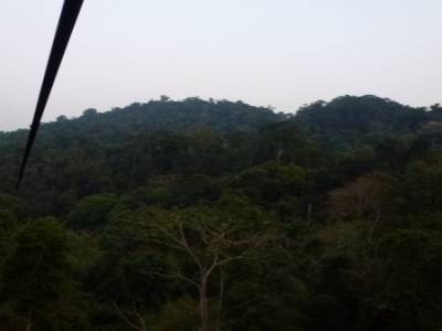 Gibbon Experience