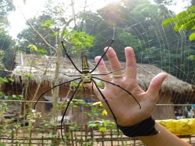 Gibbon Experience