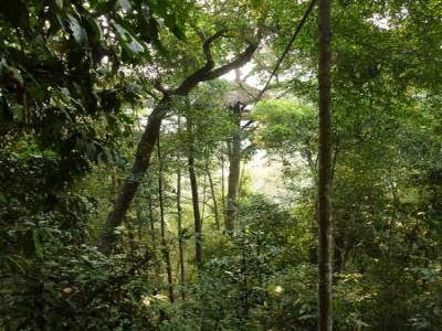 Gibbon Experience