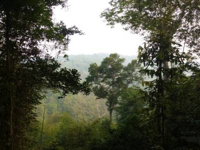 Gibbon Experience