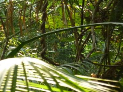 Gibbon Experience