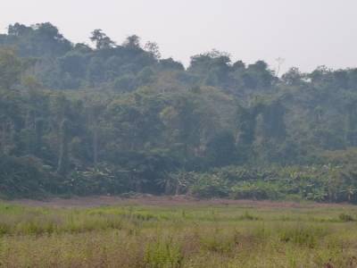 Gibbon Experience