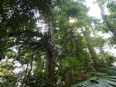 Gibbon Experience