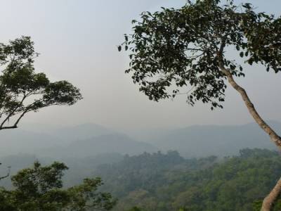 Gibbon Experience