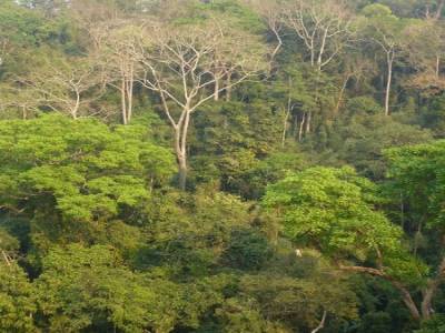 Gibbon Experience