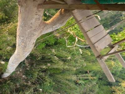 Gibbon Experience