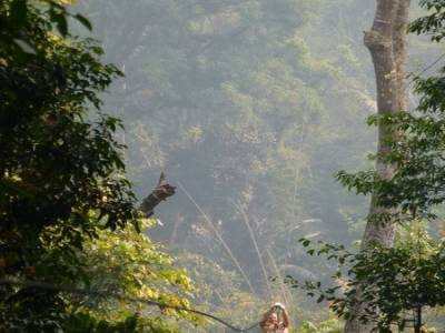 Gibbon Experience