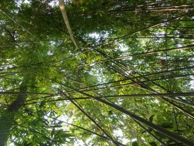 Gibbon Experience
