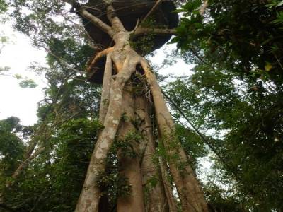 Gibbon Experience