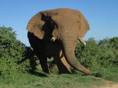 Enoorme nez les faons à Addo Elephant Parc