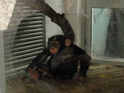 Zoo honteux