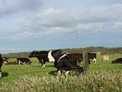 Des oiseaux et des vaches