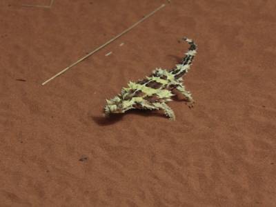 weirdo lizard