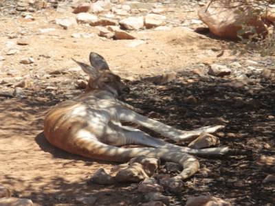 Red kangaroo