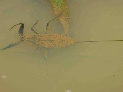 Scorpion d'eau