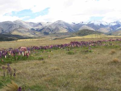Arthur Pass