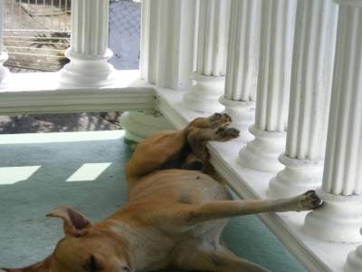 Pablito, note chien ! ^^