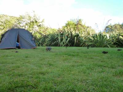 Le pays des canards