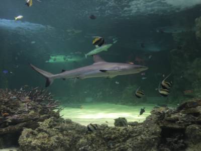 aquarium