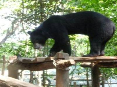 Mini Zoo avec différentes espèces d'ours pres de la cascade à Luang Prabang