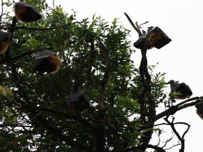 Chauve-souris du parc botanique