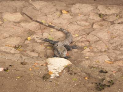 iguane féroce