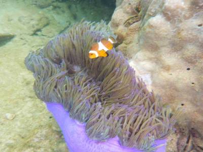 Nemo et sa grosse anemone